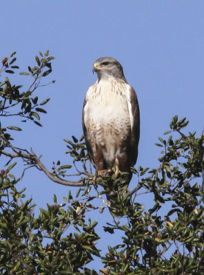 Ferruginous Hawk