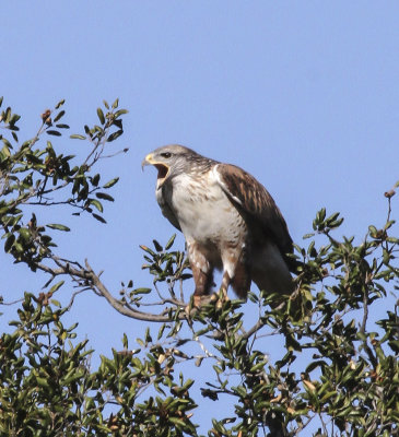 Ferruginous Hawk