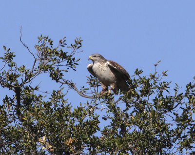 Ferruginous Hawk