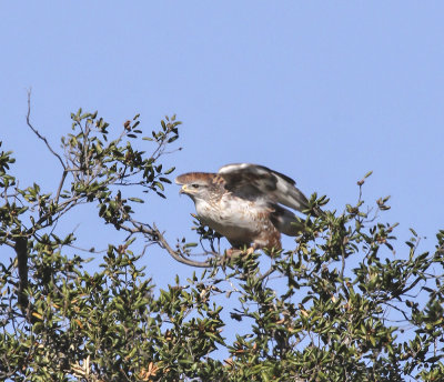 Ferruginous Hawk