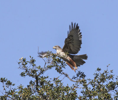 Ferruginous Hawk