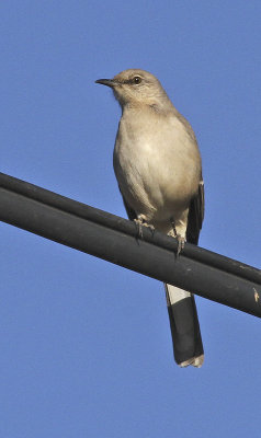 Northern Mockingbird