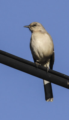 Northern Mockingbird