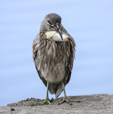 Black-crowned Night-Heron