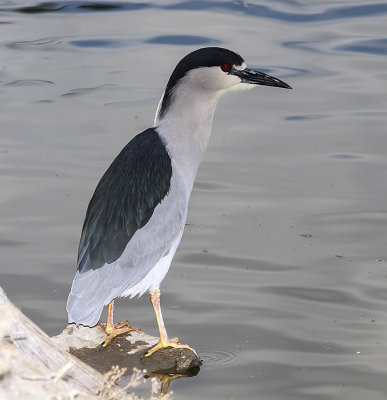 Black-crowned Night-Heron