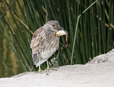 Black-crowned Night-Heron