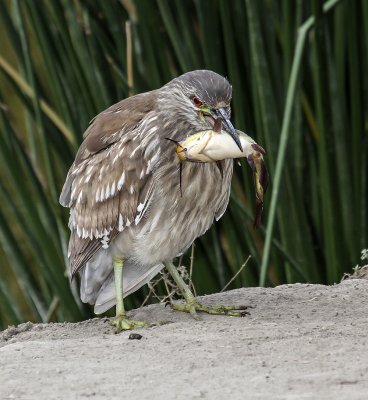 Black-crowned Night-Heron