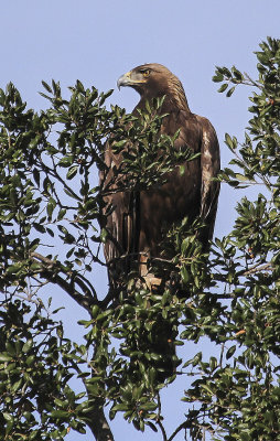 Golden Eagle