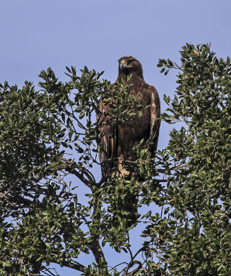 Golden Eagle