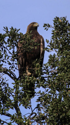 Golden Eagle