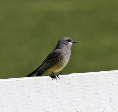 Cassin's Kingbird