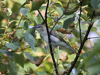 Red-eyed Vireo