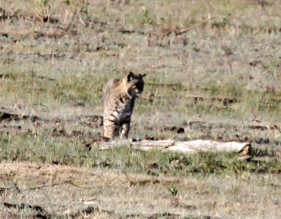 Bobcat