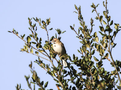 Lark Sparrow