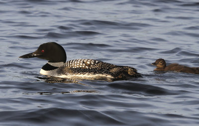 Common Loon