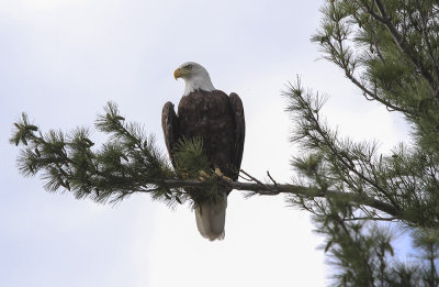 Bald Eagle