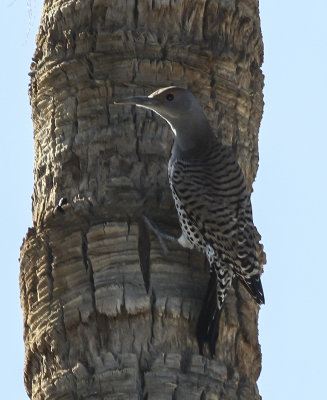 Northern Flicker 