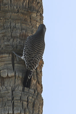 Northern Flicker 