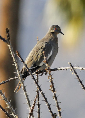 White-winged Dove