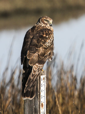 Northern Harrier