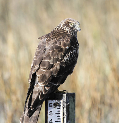 Northern Harrier