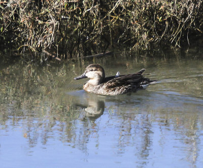 Green-winged Teal 