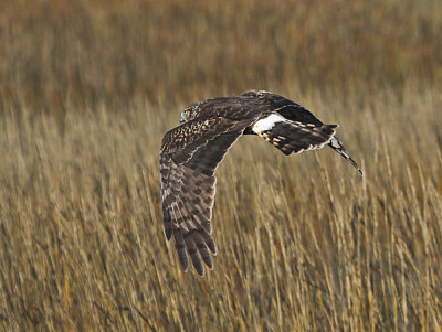 Northern Harrier