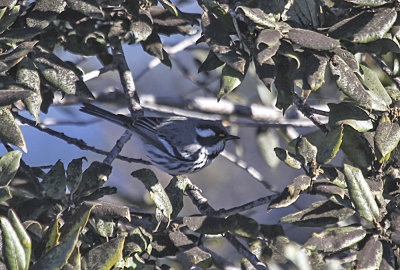 Black-throated Gray Warbler