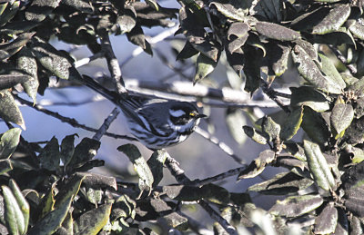 Black-throated Gray Warbler
