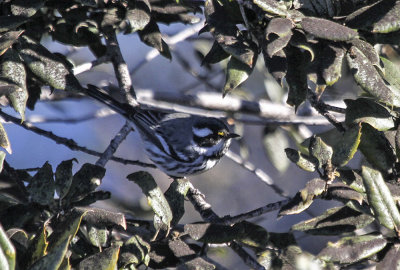 Black-throated Gray Warbler