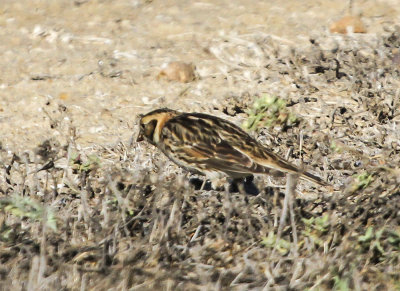 Lapland Longspur