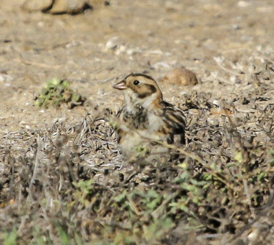 Lapland Longspur