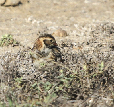 Lapland Longspur