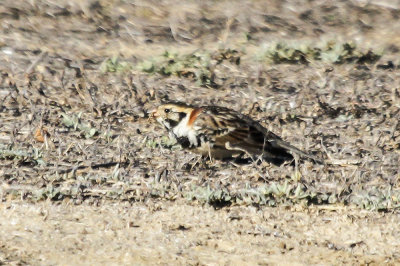 Lapland Longspur