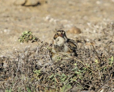 Lapland Longspur