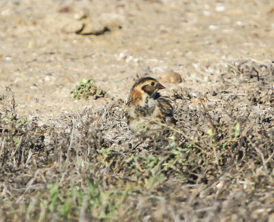 Lapland Longspur