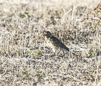 Lapland Longspur