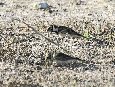 Lapland Longspur