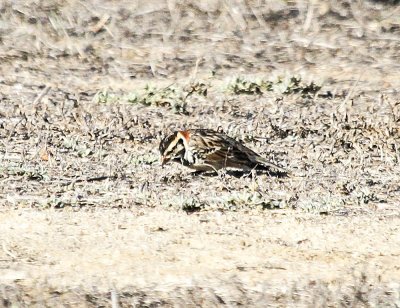 Lapland Longspur