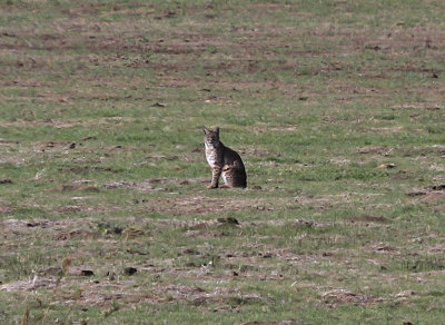 Bobcat