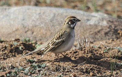 Lark Sparrow