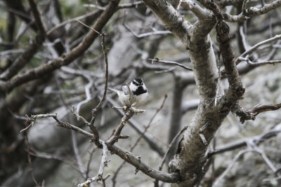 Mountain Chickadee
