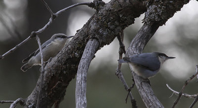 Pygmy Nuthatch
