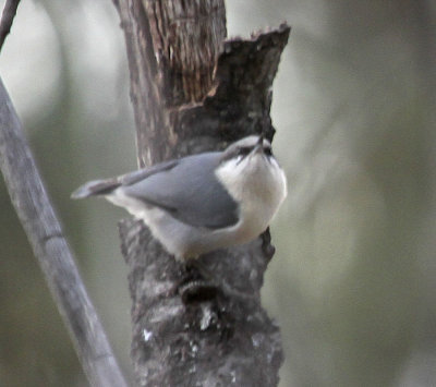 Pygmy Nuthatch