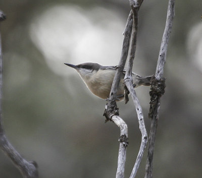 Pygmy Nuthatch