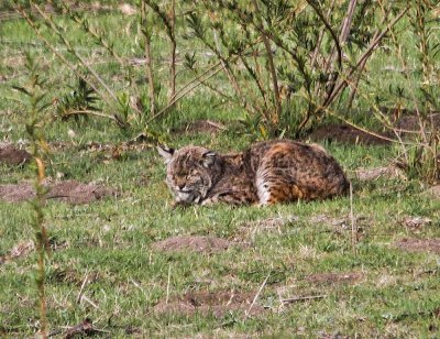Bobcat