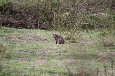 Bobcat