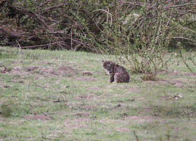 Bobcat