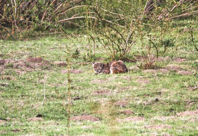 Bobcat
