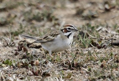 Lark Sparrow